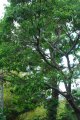 Cannelier. CINNAMOMUM verum. asie. Lauraceae. 10-15m